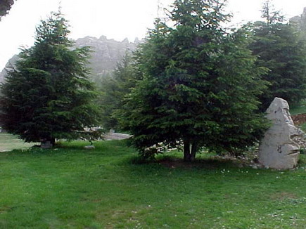The Entrance to the memorial where the first Cedars were planted for the first martyrs--they are  (Cedars) about 20 years old